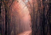 奇异果体育：飞镖世锦赛获亚军 我国70岁老将明年再战.